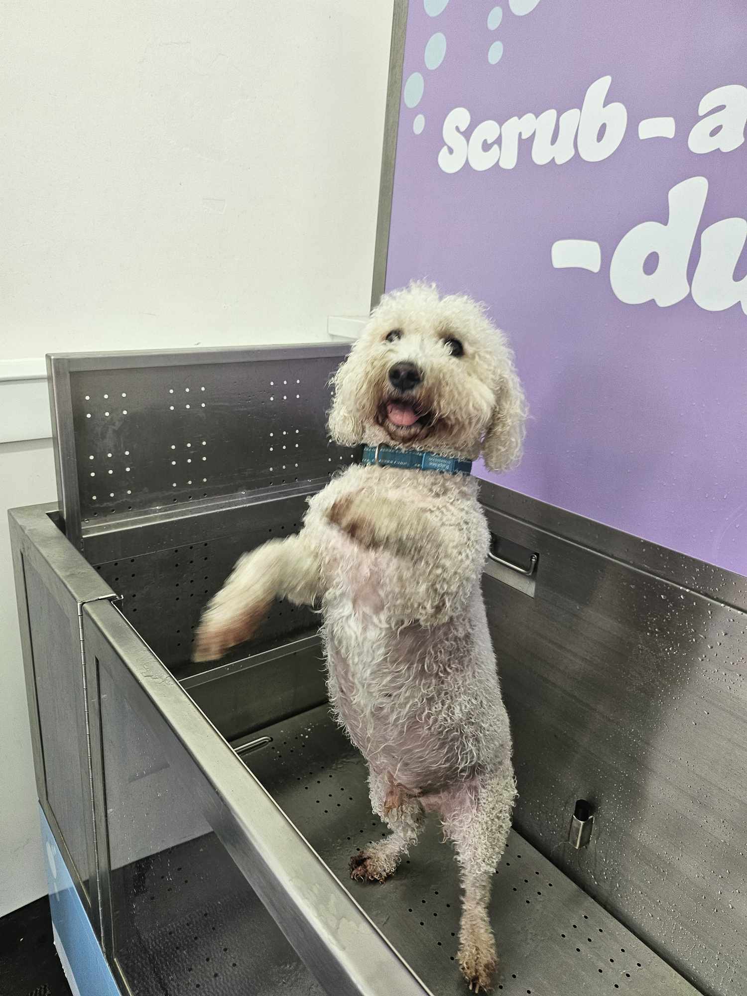 Bichon Frise with a fluffy coat after blow dry at Cardiff dog wash