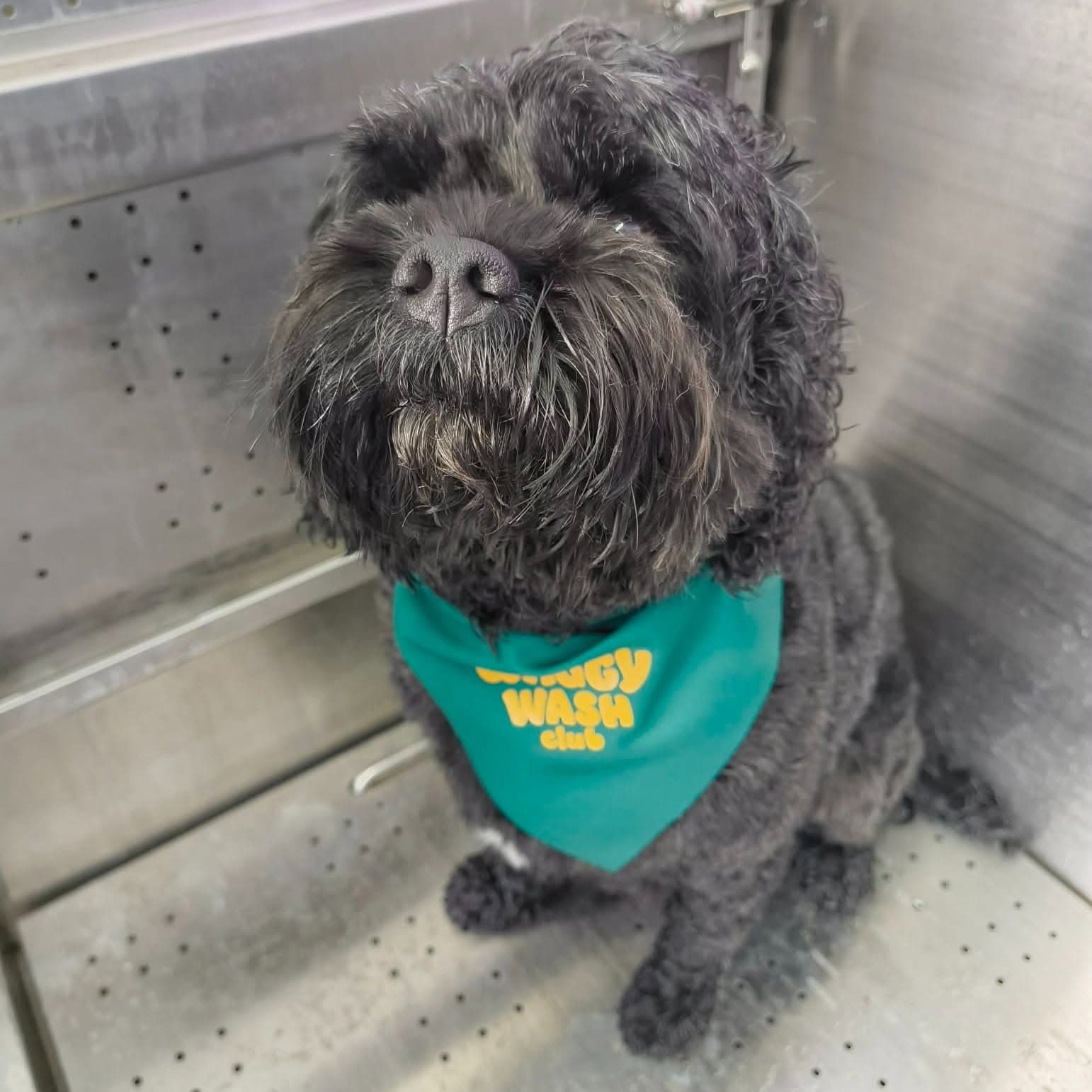 Black Cockapoo looking fresh after a self-service dog wash