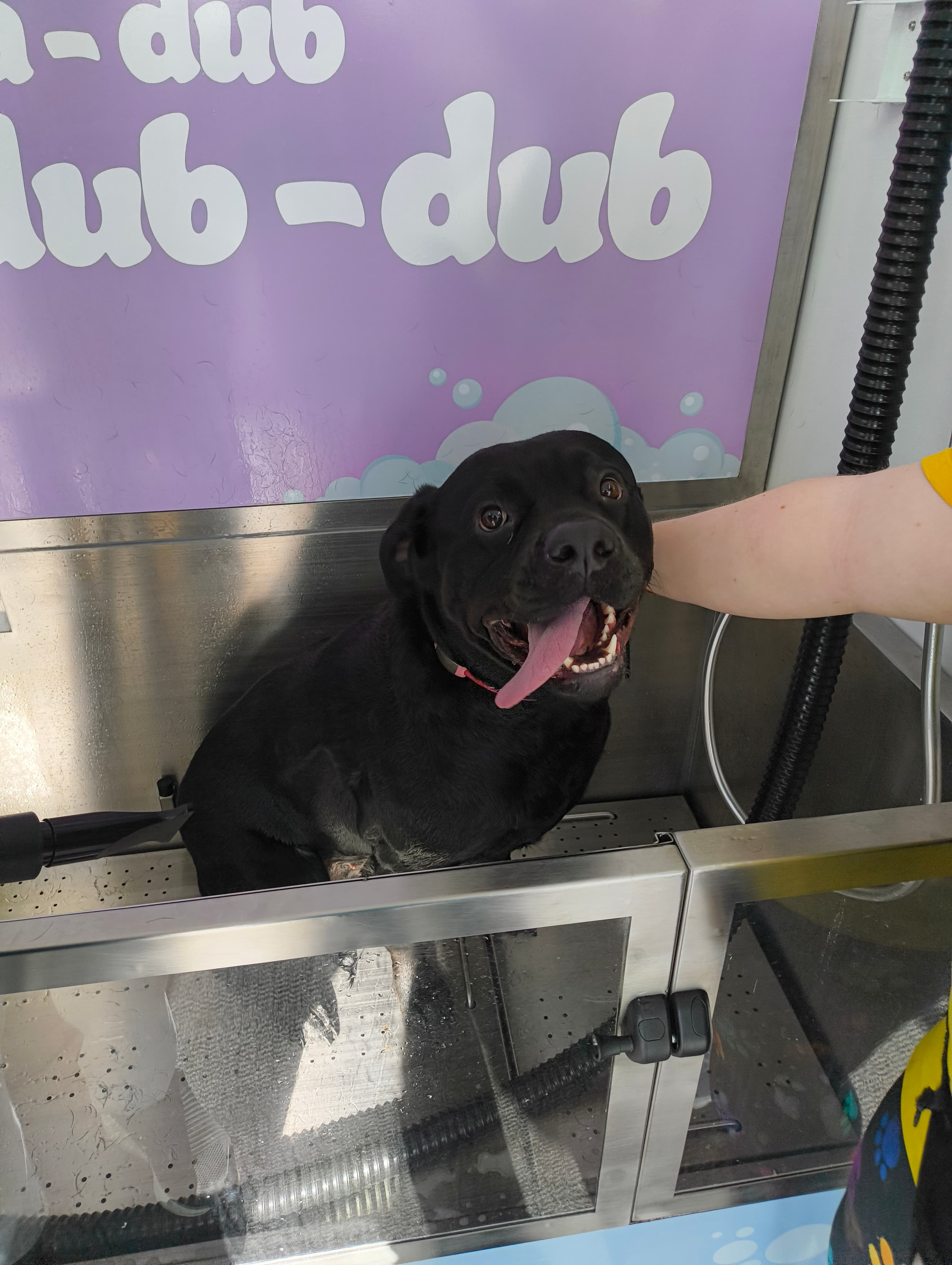 Black Labrador mix getting a dog wash in Cardiff