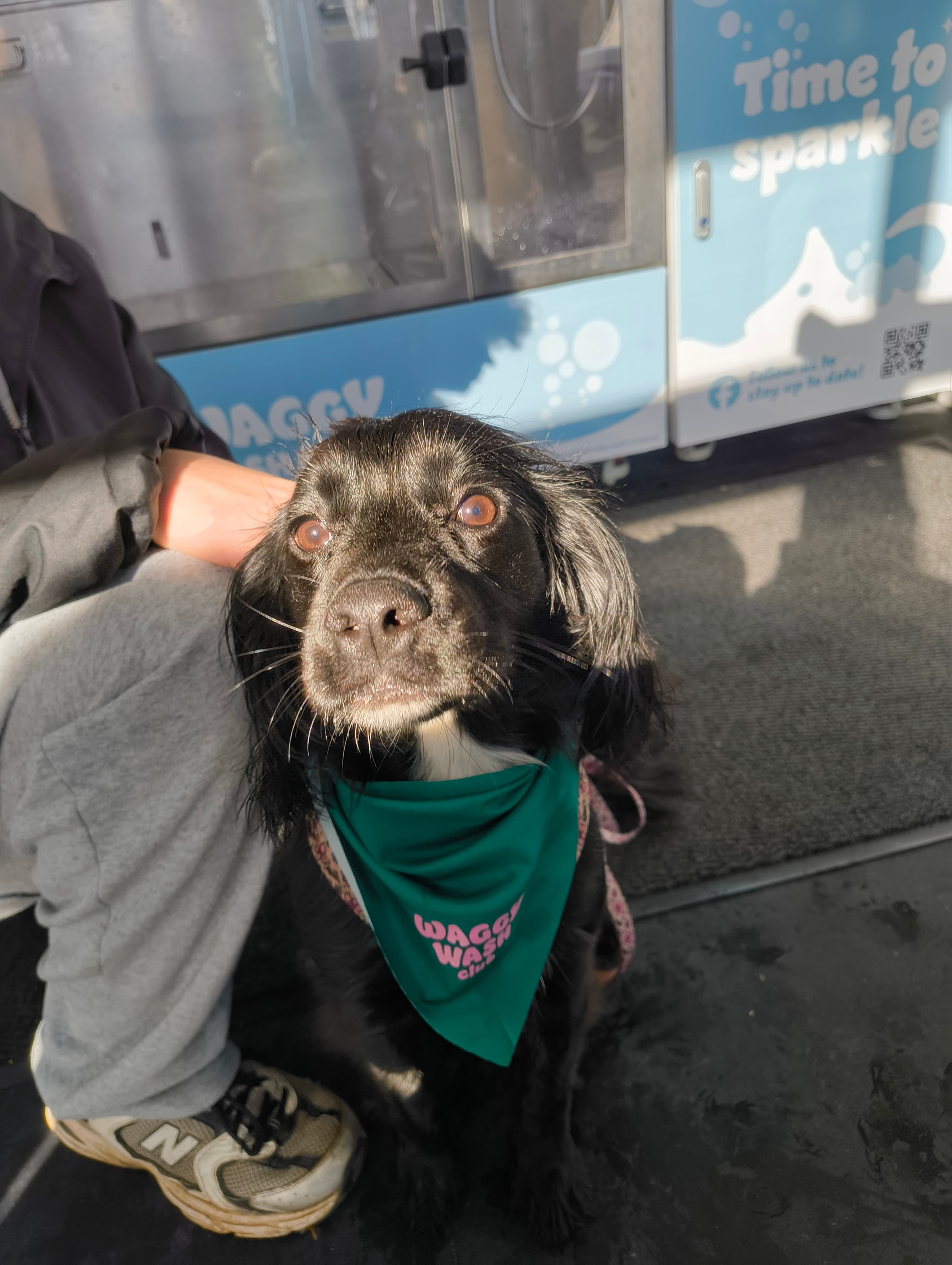 Black Spaniel enjoying a self-service dog wash in Cardiff