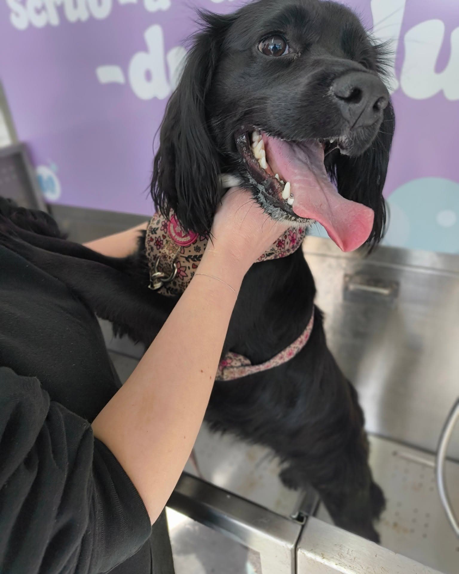 Black Spaniel enjoying a self-service dog wash