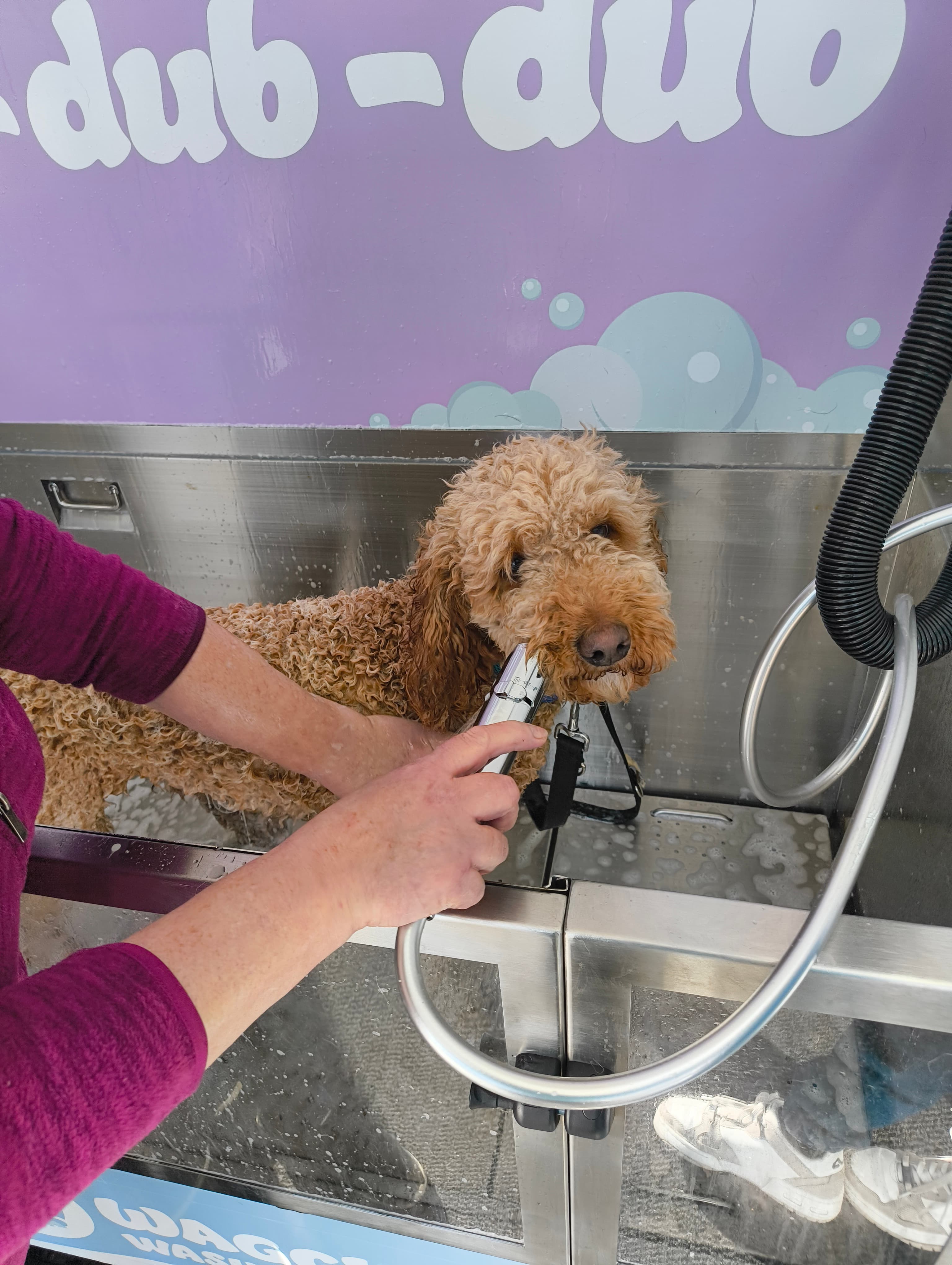Brown Labradoodle getting a self-service dog wash in Cardiff