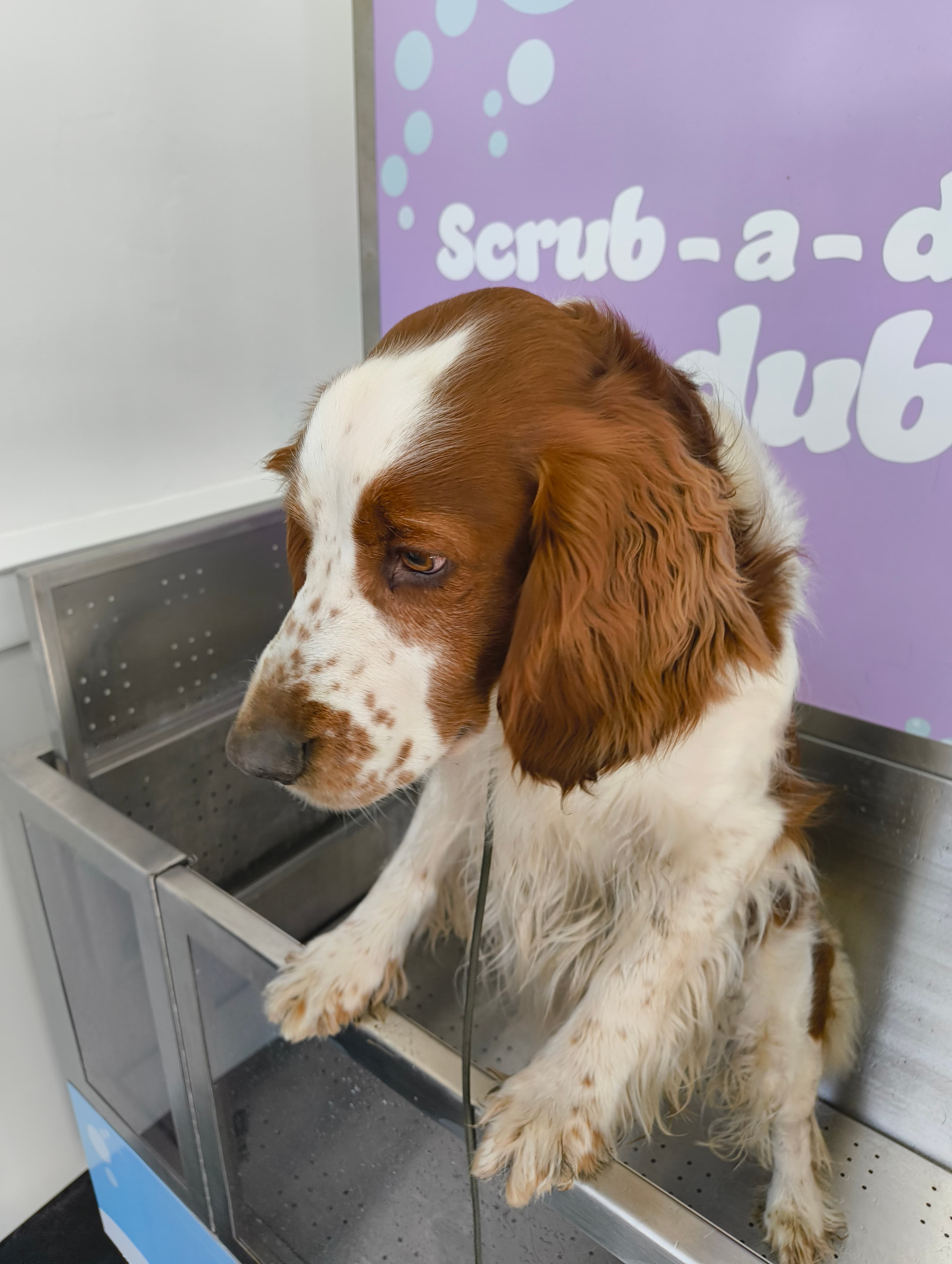 Brown and white Spaniel at Waggy Wash Club Cardiff