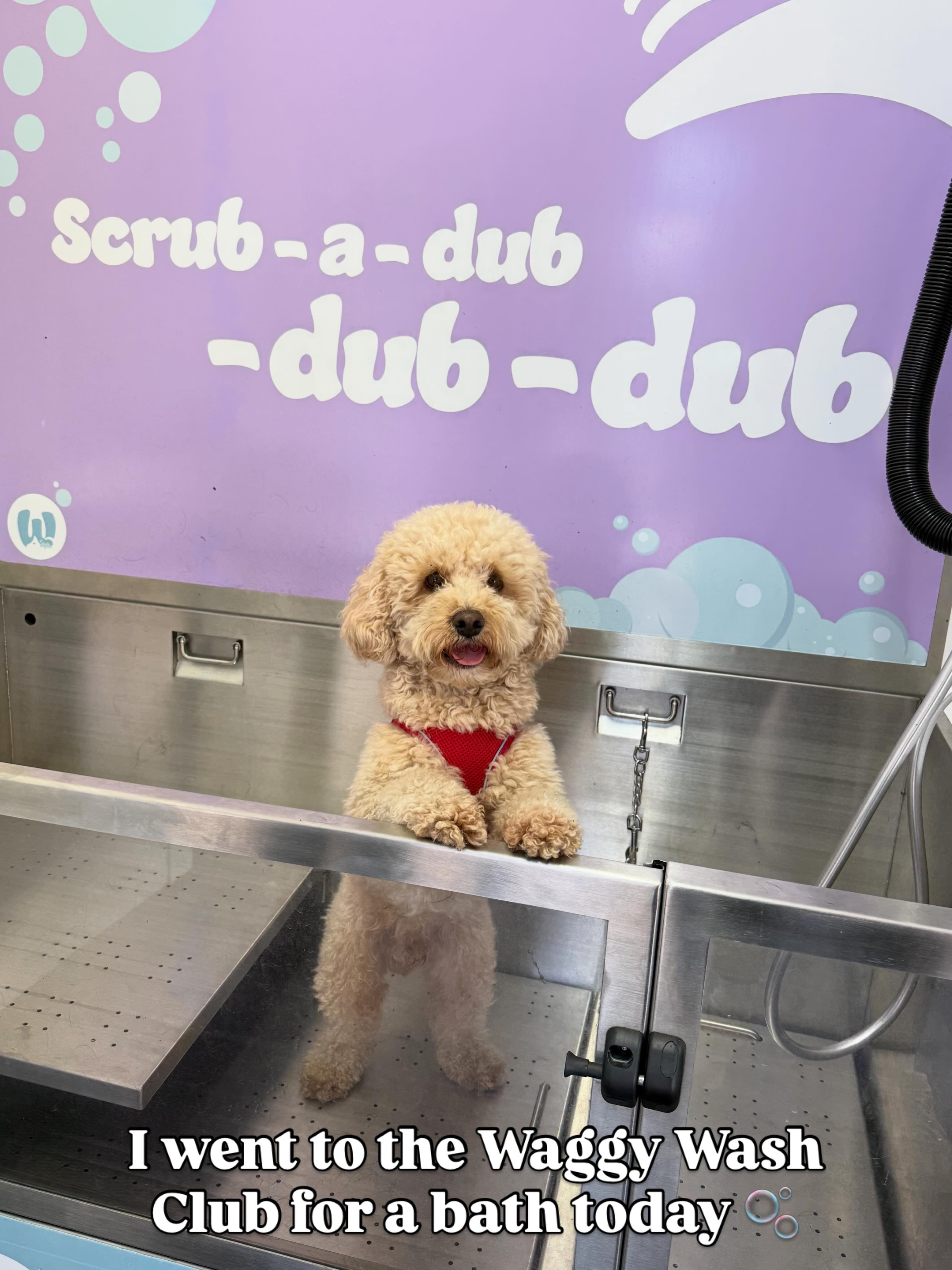 Cavapoo being washed by their owner at Waggy Wash Club Cardiff