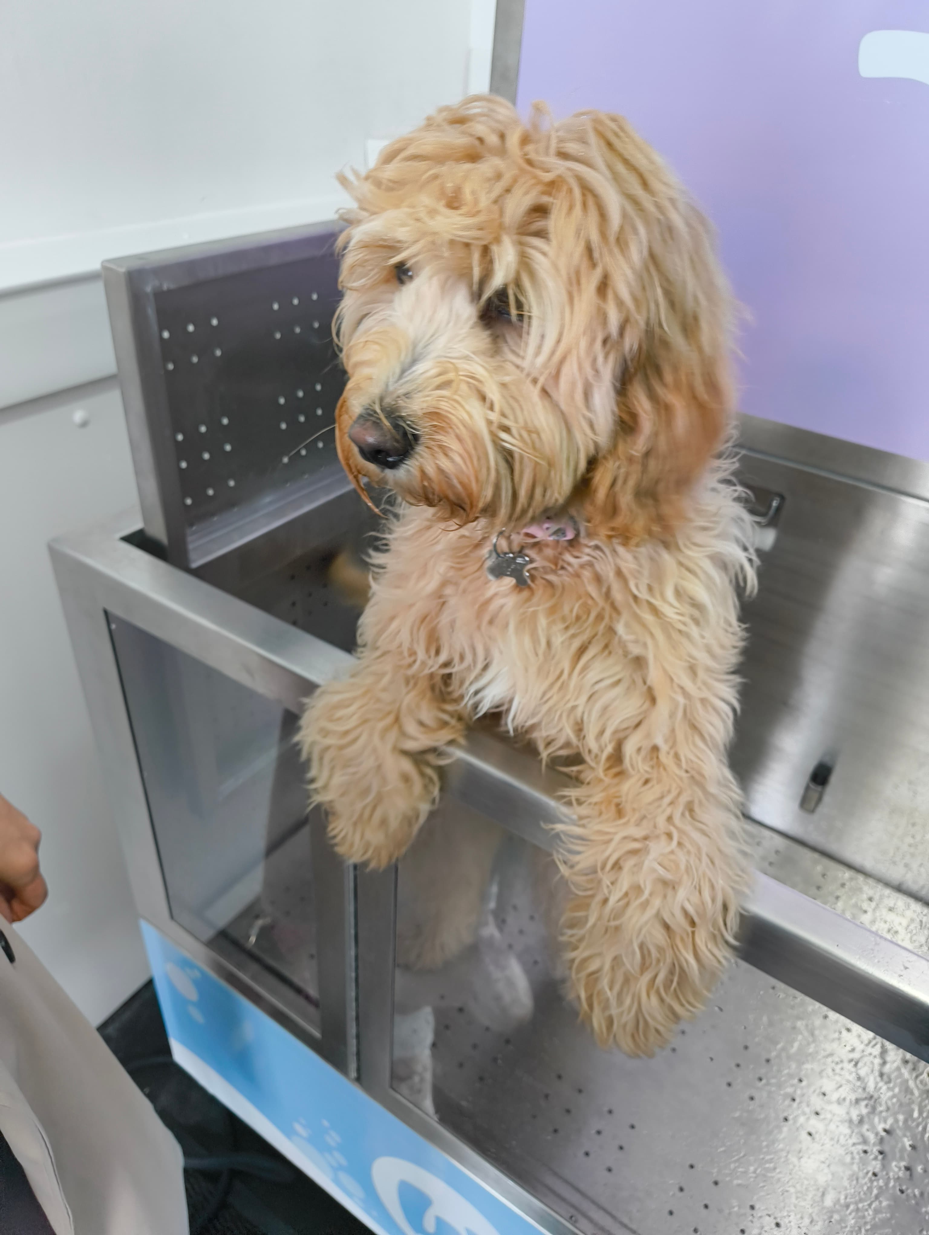 Cockapoo puppy enjoying a self-service dog wash in Cardiff