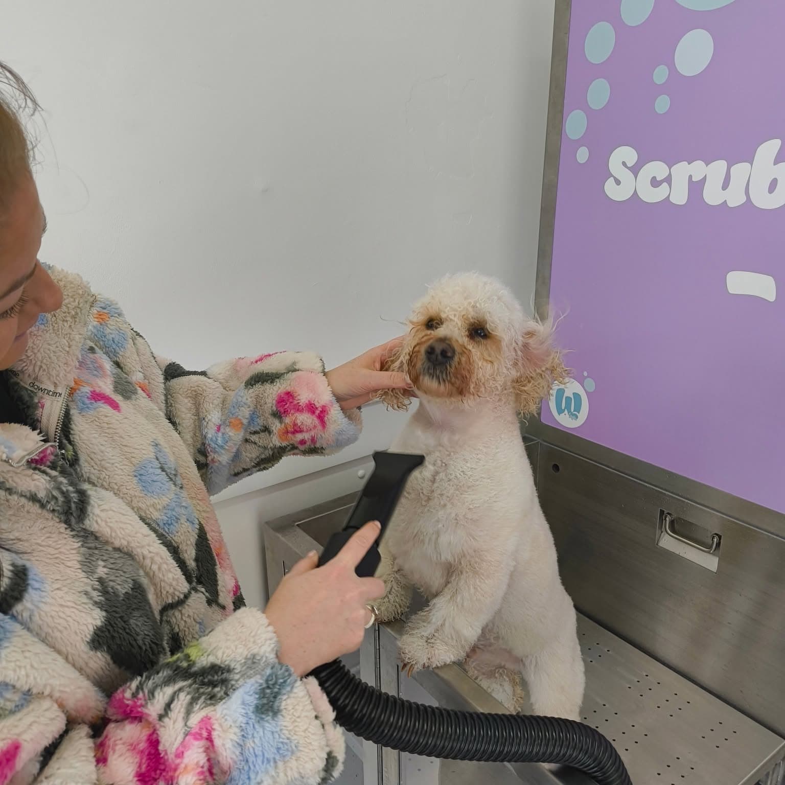 Customer washing a small dog at our Cardiff self-service wash bay