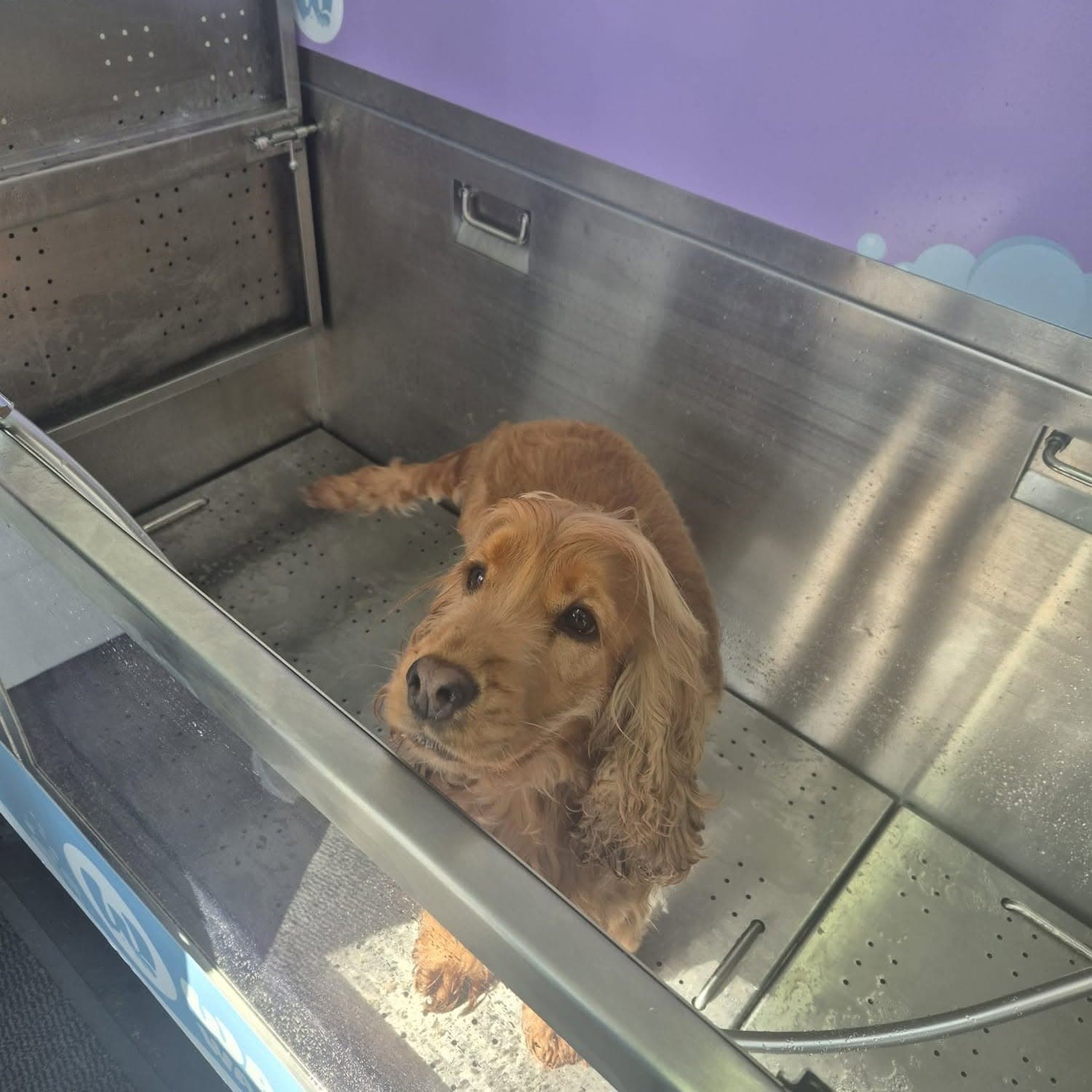 Golden Cocker Spaniel after a dog wash in Cardiff