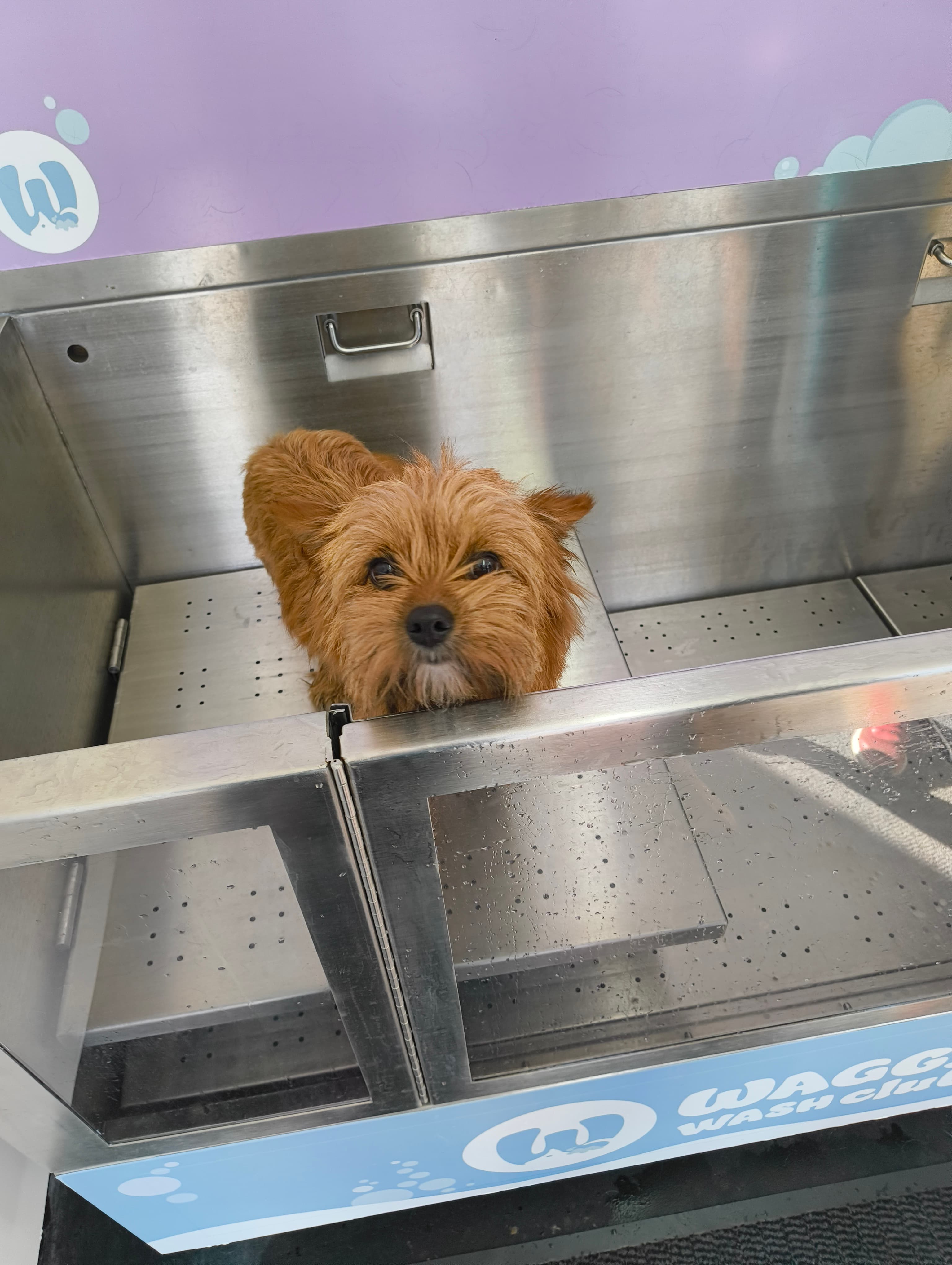 Small golden Terrier at a dog wash in Cardiff
