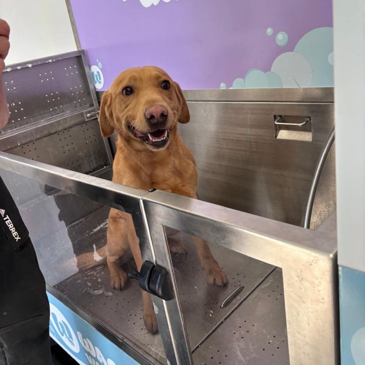 Happy Golden Retriever after a dog wash in Cardiff