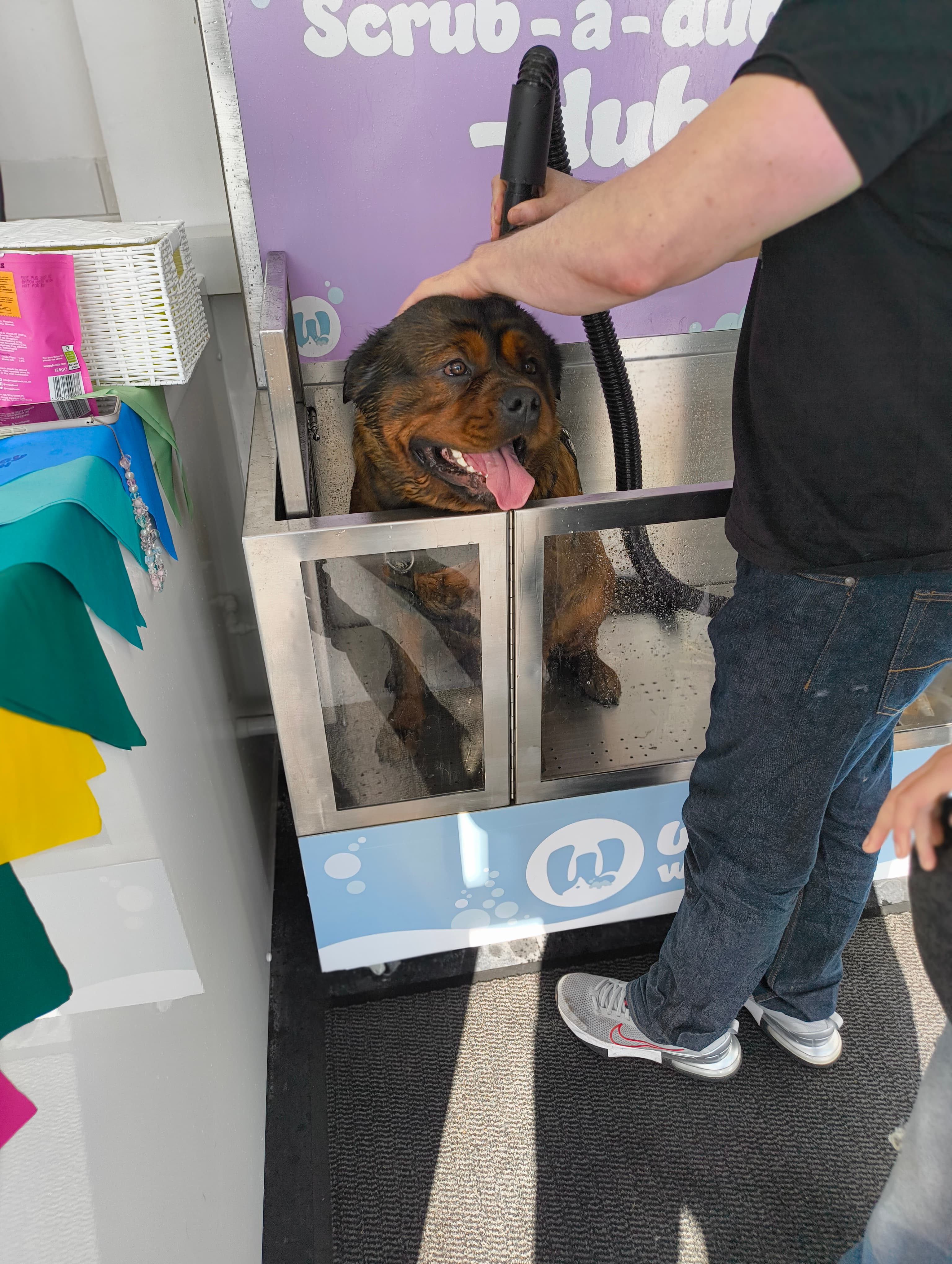 Mastiff mix being washed at Waggy Wash Club Cardiff