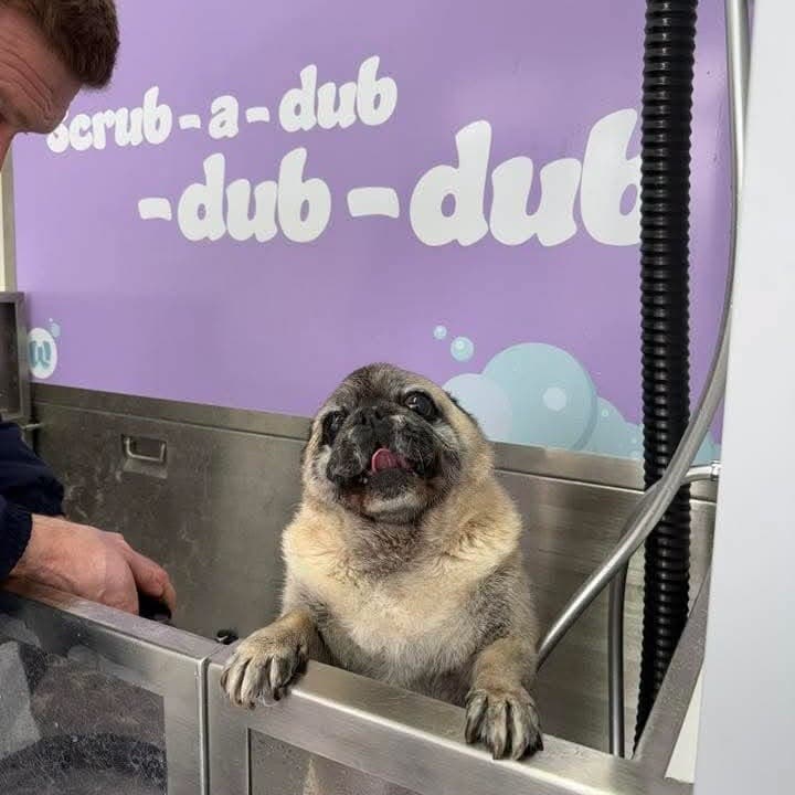 Pug enjoying a self-service dog wash in Cardiff