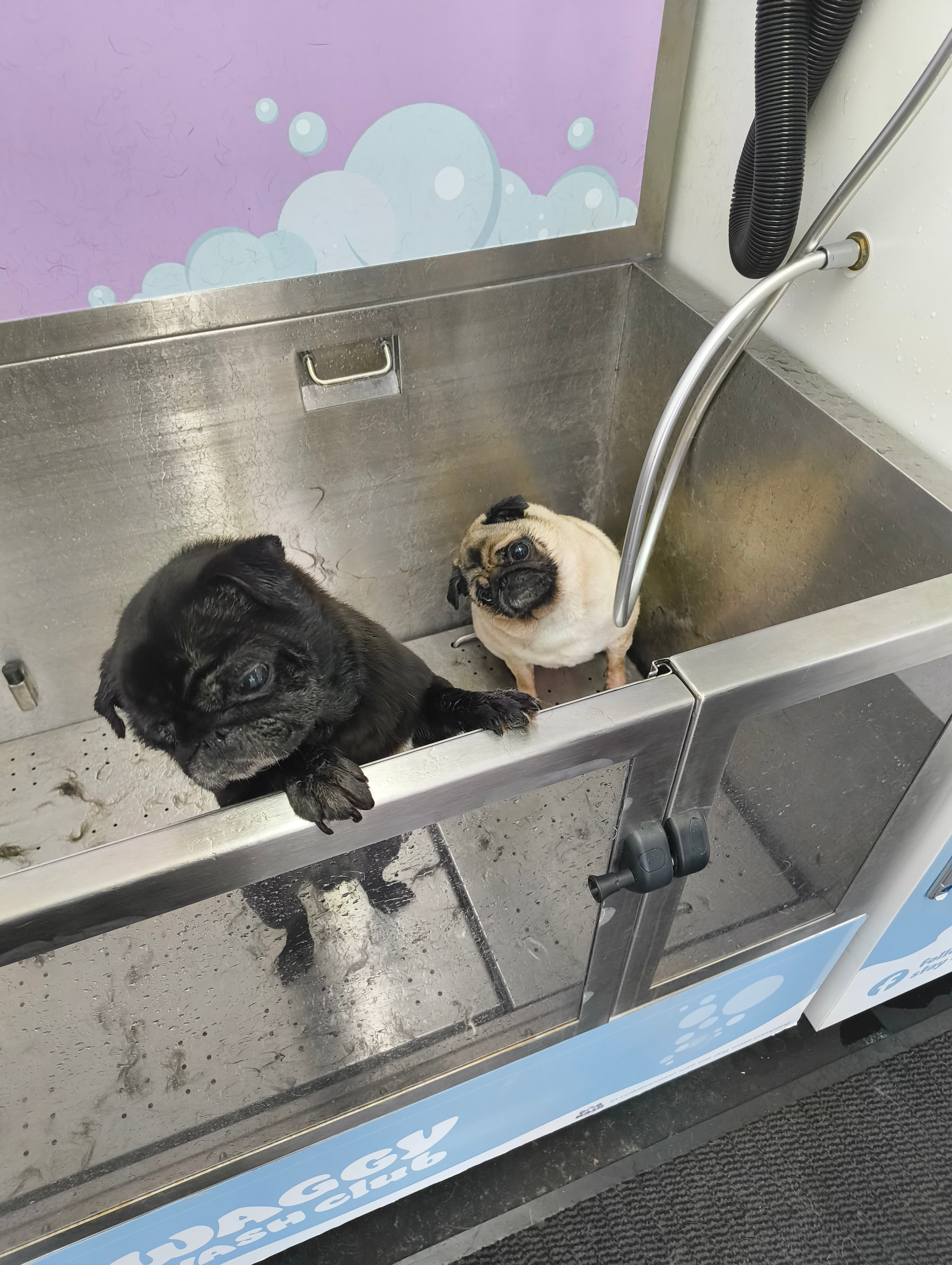 Two Pugs at the self-service dog wash in Cardiff