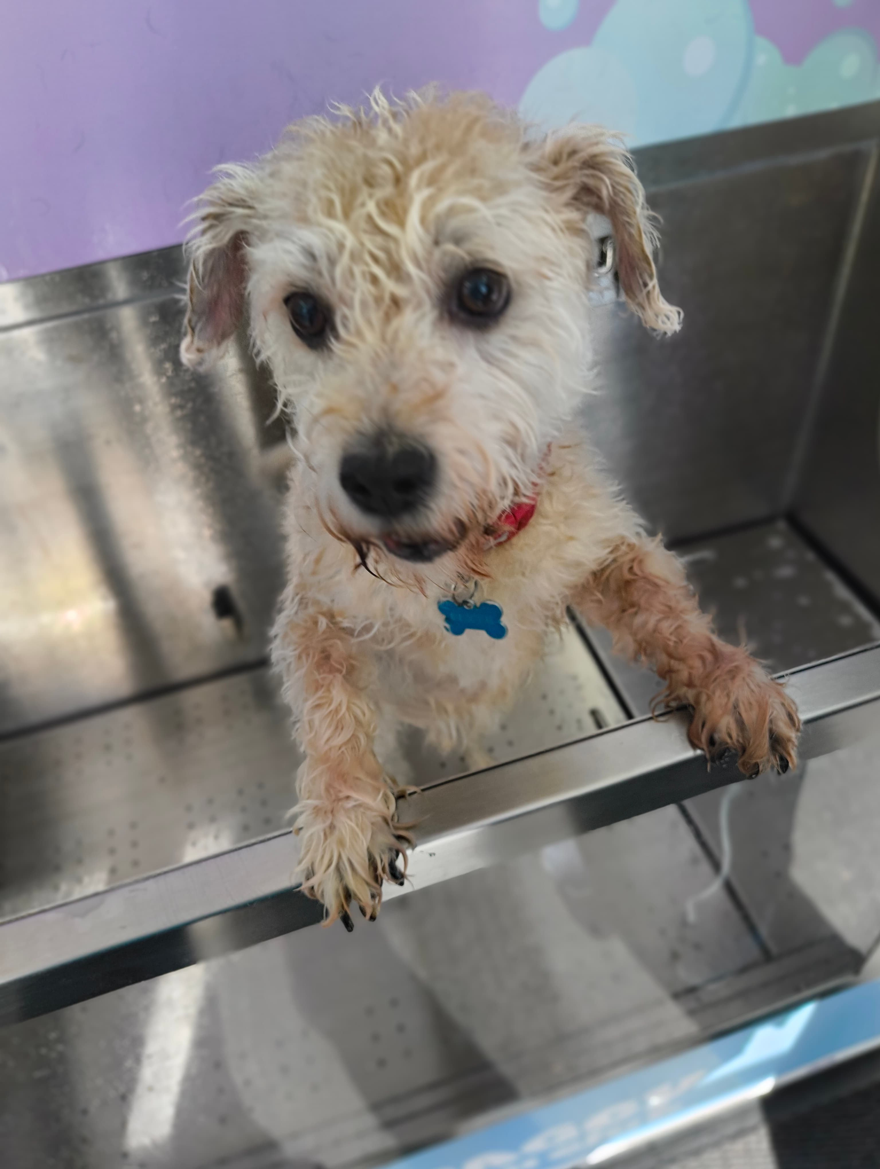 White Terrier at a self-service dog wash in Cardiff