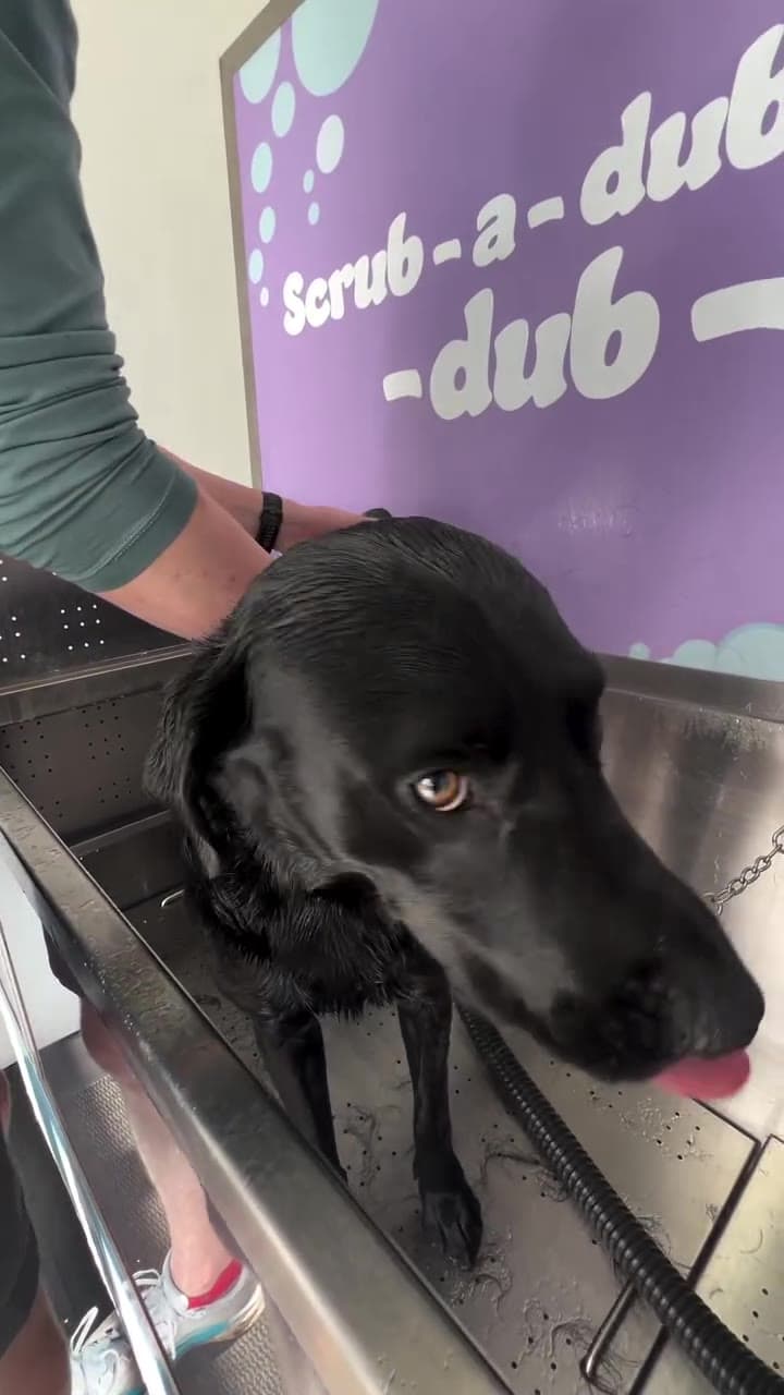 Black Labrador enjoying a self-service dog wash in Cardiff