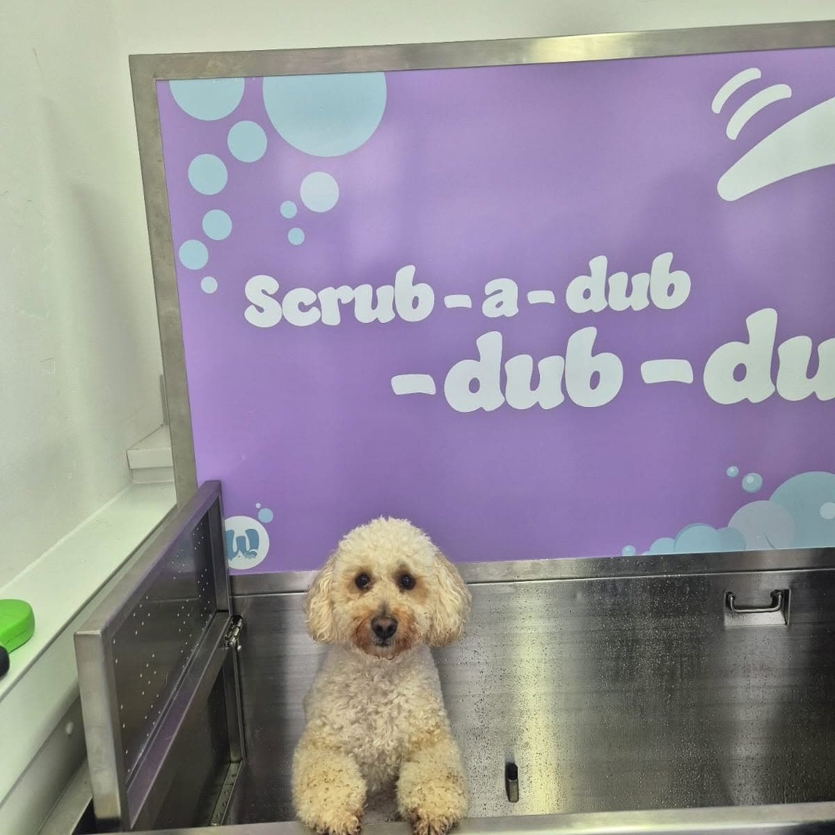 Cockapoo enjoying a self-service dog wash in Cardiff