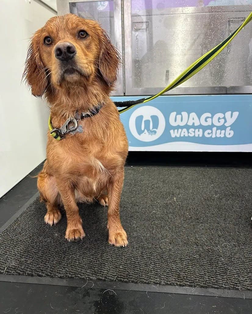 Cocker Spaniel freshly washed at Waggy Wash Club Cardiff