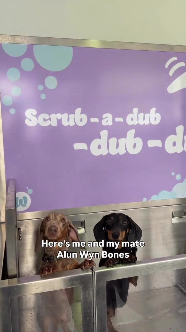 Customer washing Dachshunds at Waggy Wash Club Cardiff