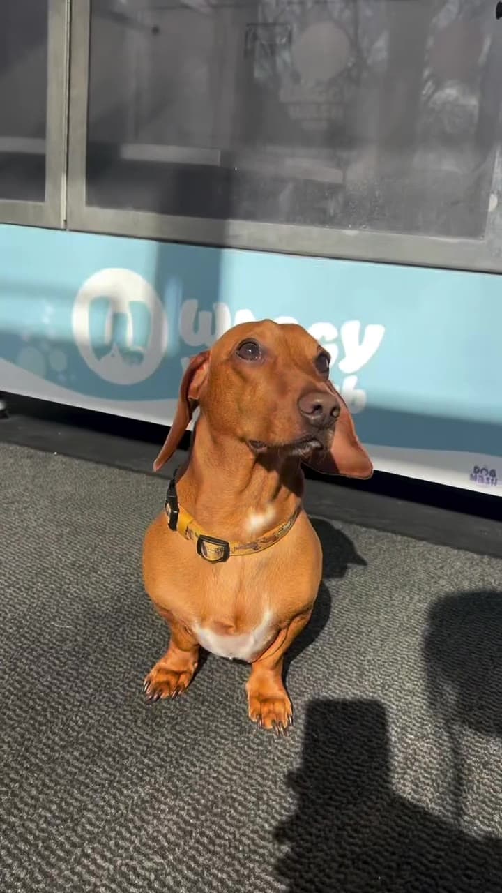 Dachshund getting a self-service dog wash in Cardiff
