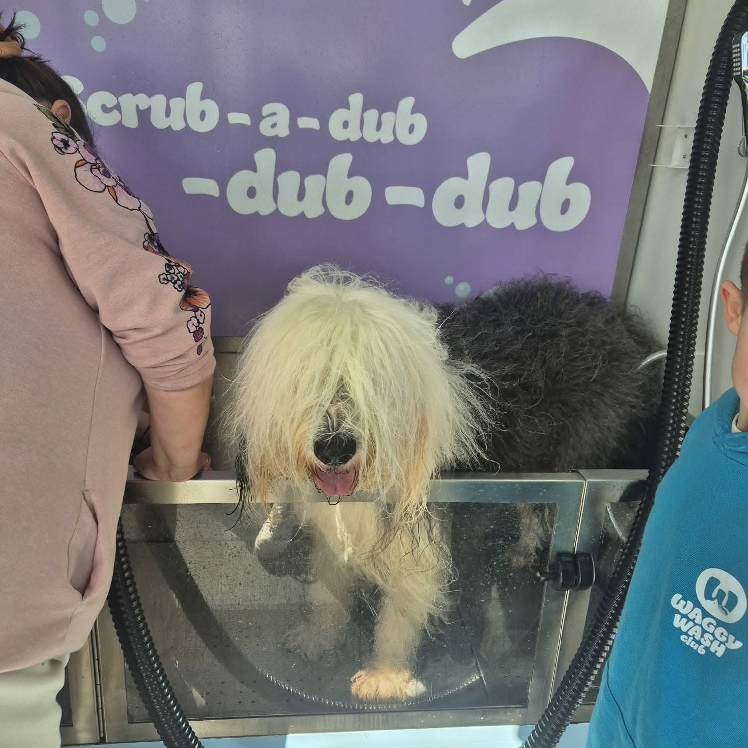 Old English Sheepdog getting a wash at Waggy Wash Club Cardiff