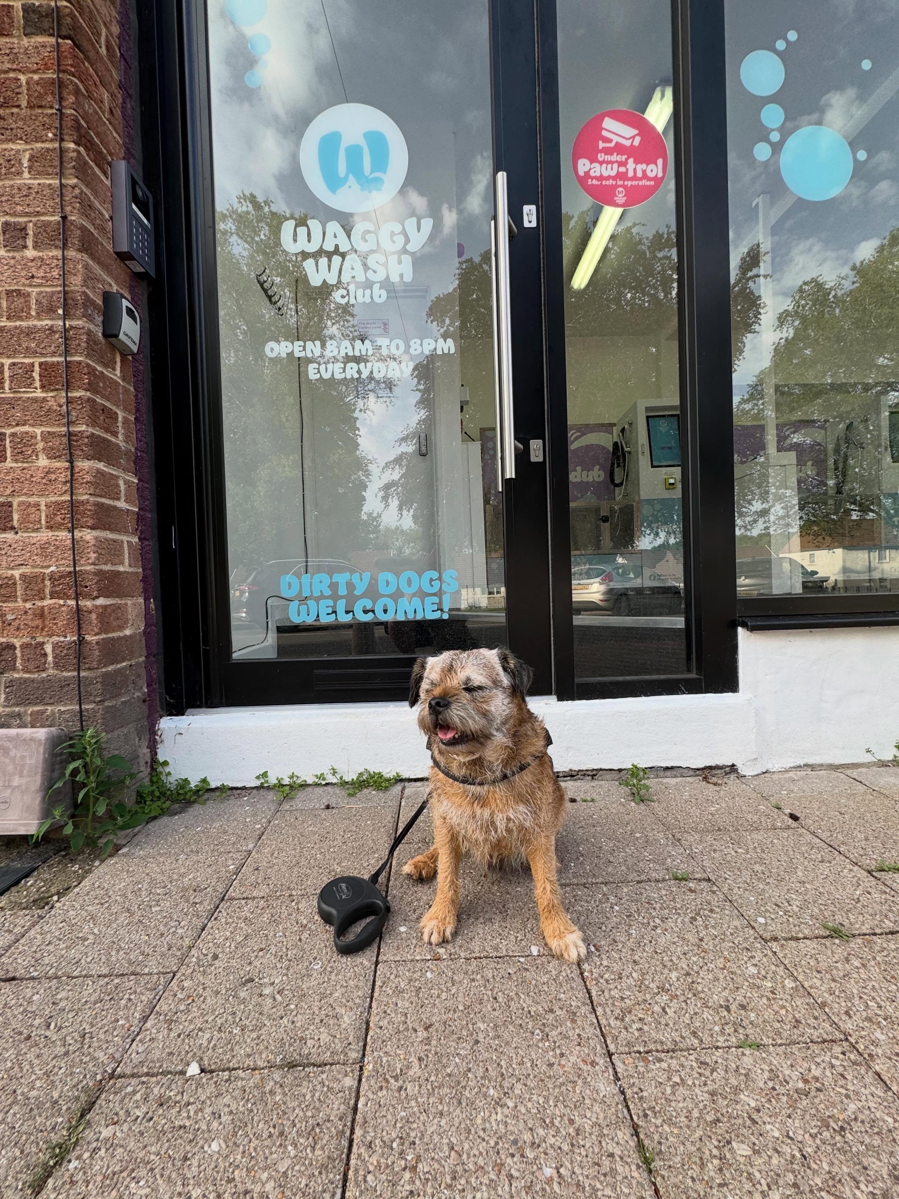 Dog at the entrance of Waggy Wash Club Cardiff